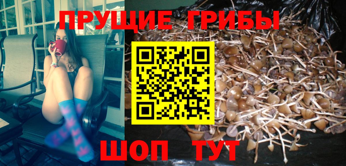 Галлюциногенные грибы мицелий  Галлюциногенные грибы Psilocybe  Вход с VPN  что такое наркотик  Стрежевой 